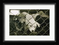 Strays Fine Art Print
