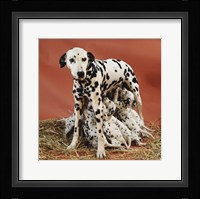 Dalmatians Fine Art Print