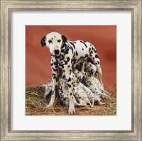 Dalmatians Fine Art Print