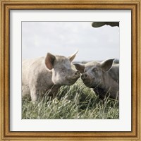 Happy Pigs Fine Art Print