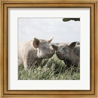 Happy Pigs Fine Art Print