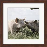 Happy Pigs Fine Art Print