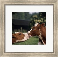 Cow Kiss Fine Art Print