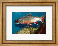 Brook trout Fine Art Print
