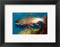 Brook trout Fine Art Print