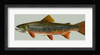 Brook trout Fine Art Print