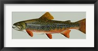 Brook trout Framed Print
