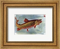 Brook Trout American Fishes Fine Art Print