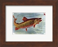 Brook Trout American Fishes Fine Art Print
