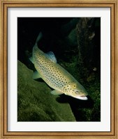 Brown Trout Underwater Fine Art Print