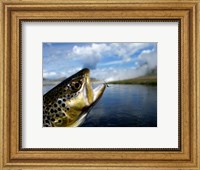 Brown Trout and Soft Hackle Nymph Fine Art Print
