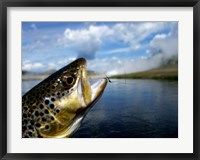 Brown Trout and Soft Hackle Nymph Fine Art Print