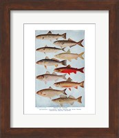 Group of Fishes Fine Art Print
