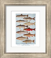 Group of Fishes Fine Art Print