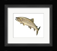 Lake Trout Framed Print