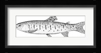 Rainbow Trout Framed Print