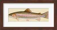 Rainbow trout - long Fine Art Print