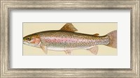 Rainbow trout - long Fine Art Print
