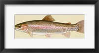 Rainbow trout - long Fine Art Print