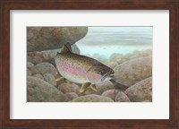 Rainbow trout - swimming Fine Art Print