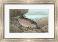 Rainbow trout - swimming Fine Art Print
