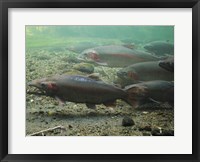 Rainbow trout - photo Fine Art Print