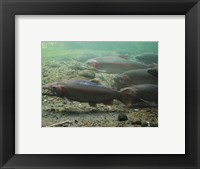 Rainbow trout - photo Fine Art Print