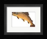 Salmo Trutta Framed Print