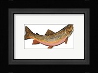 Salvelinus Fontinalis Framed Print