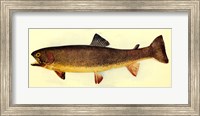 Yellowstone cutthroat trout Fine Art Print