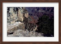 Looking Down Into the Grand Canyon Fine Art Print