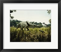 Triceratops with a tyrannosaur and a torosaurus in a forest Fine Art Print