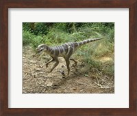 High angle view of a dromaeosaurus walking in a forest Fine Art Print
