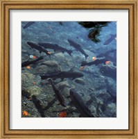 Trout - under water Fine Art Print