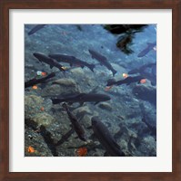 Trout - under water Fine Art Print