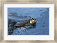 Close-up of a Brook trout (Salvelinus fontinalis) on a fishing line Fine Art Print