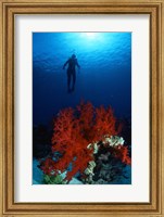 Soft Coral Red Sea Fine Art Print