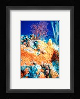 Elephant-ear-sponge and sea fan Framed Print