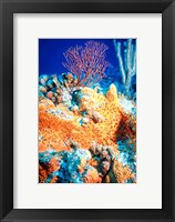 Elephant-ear-sponge and sea fan Framed Print