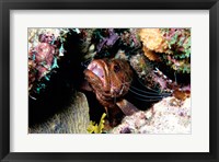 Close-up of a grouper fish hiding, Bonaire, Netherlands Antilles Fine Art Print