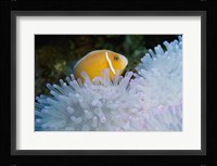 A Clown Fish, Nananu-I-Ra Island, Fiji Fine Art Print