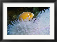 A Clown Fish, Nananu-I-Ra Island, Fiji Fine Art Print