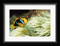 Close-up of a Two-banded Clown fish swimming underwater, Nananu-I-Ra Island, Fiji Fine Art Print