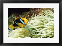 Close-up of a Two-banded Clown fish swimming underwater, Nananu-I-Ra Island, Fiji Fine Art Print