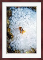 High angle view of a clown fish hiding in a sea anemone, Nananu-i-Ra island, Fiji Fine Art Print