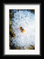 High angle view of a clown fish hiding in a sea anemone, Nananu-i-Ra island, Fiji Fine Art Print