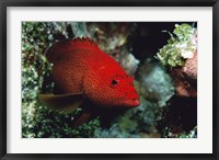 Close-up of a coney fish swimming underwater, Cozumel, Mexico Fine Art Print