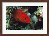 Close-up of a coney fish swimming underwater, Cozumel, Mexico Fine Art Print