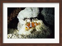 A Clown Fish and an Anemone Fine Art Print