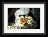A Clown Fish and an Anemone Fine Art Print